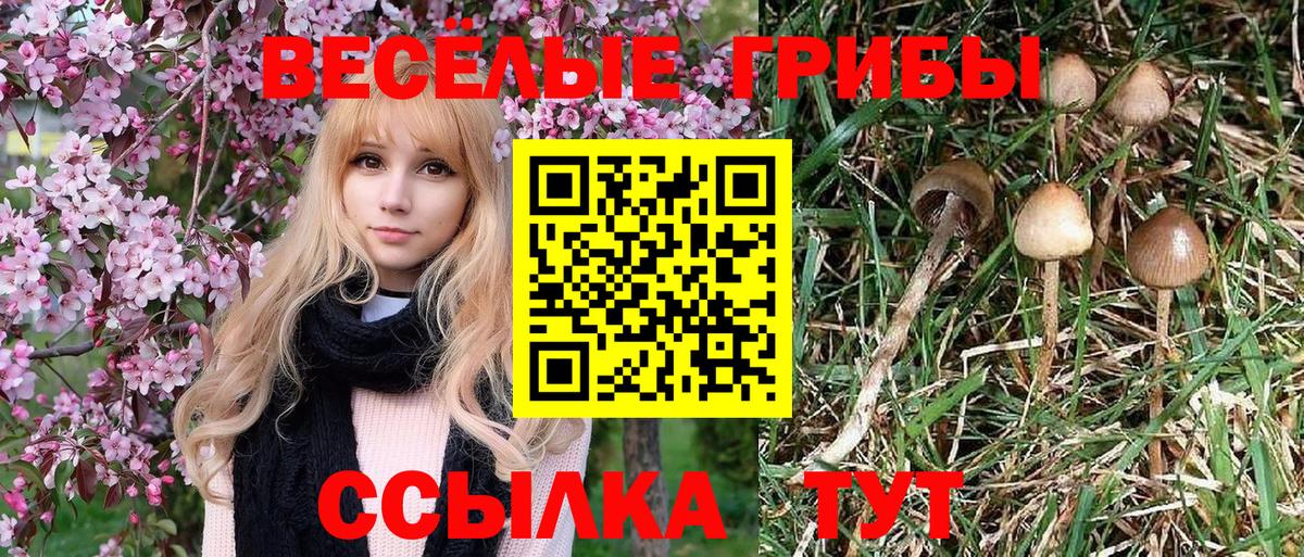 Псилоцибиновые грибы Psilocybe Урюпинск